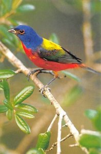 Blue, Red, & Yellow Bird Unused 