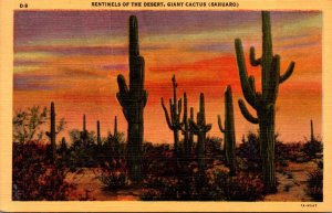 Cactus Sentinels Of The Desert Giant Sahuaro Cactus Curteich