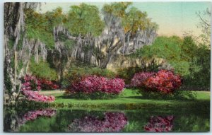 Postcard - Magnolia Gardens - Charleston, South Carolina 