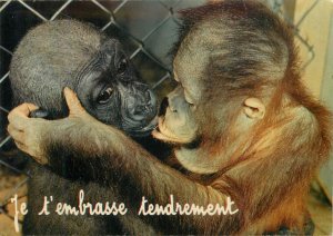 I kiss you tenderly kissing chimps comic monkeys greetings postcard animals