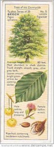 Typhoo Tea Vintage Trade Card Trees Of The Countryside 1936 No 5 Beech