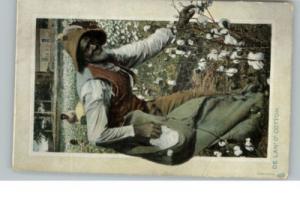 TUCK BLACK AMERICANA Man Picking Cotton c1910 PC