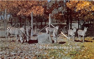 Grants Zebras, Catskill Game Farm, Zoological Garden - New York NY  