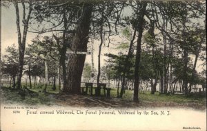 Wildwood by Sea NJ Forest Crowned Wildwood Primeval c1905 Rotograph Postcard