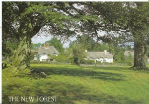 Hampshire Postcard - Swan Green The New Forest - Lyndhurst  AB1410