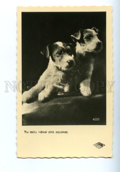 139658 FOX TERRIER Puppy Vintage Photo PC