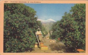 California Los Angeles Picking Oranges In California