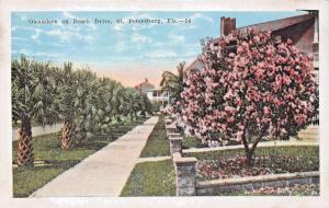 ST PETERSBURG FL OLEANDERS ON BEACH DRIVE POSTCARD c1920s