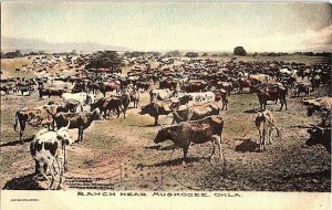 Ranch Near Muskogee Okla. Oklahoma Longhorns Vintage Postcard Standard View Card 