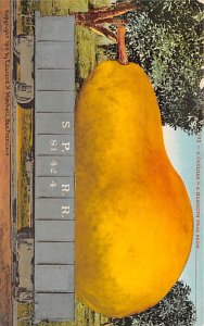 Mammoth Pear Unused 