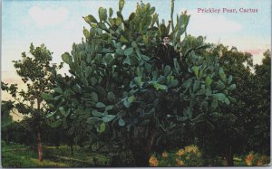 Prickley Pear Cactus Arizona Vintage Postcard C217