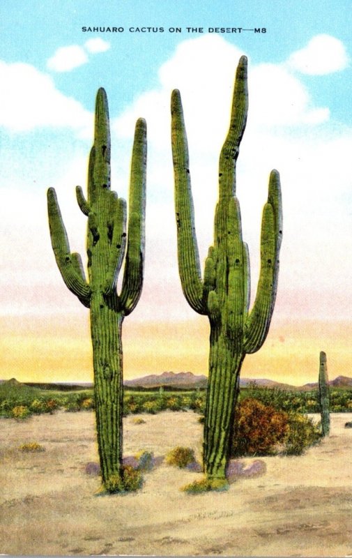 Cactus Giant Sahuaro Cactus On The Desert