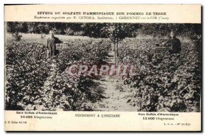 Postcard Old Advertisement Effects sulphate & # 39amnoniaque on potatoes