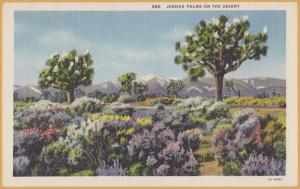 Joshua Palms in the Desert - 