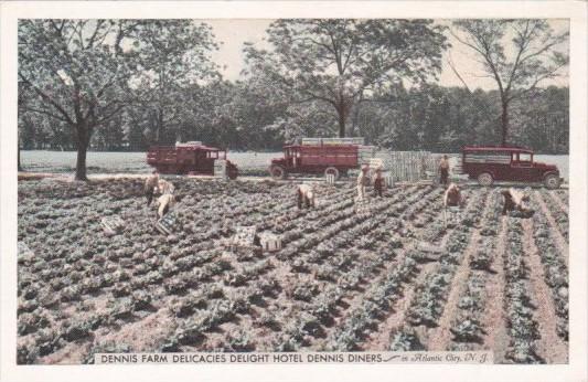 Fresh Vegetables On Denis Farm For Hotel Denis Diners Atlantic City New Jersey