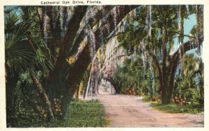 Vintage Postcard Cathedral Oak Trail Pathway Palms Flowers Plants Drive Florida