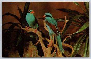Animals~Hunting Crow Green Magpie @ Bird House In St Louis Zoo~Vintage Postcard