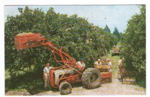 Ford Tractor Orange Orchard Florida 1971 postcard