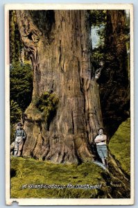 1923 A Giant Cedar In The Northwest Tree Two Men Portland OR Vintage Postcard