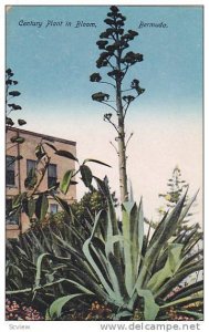 Century Plant in Bloom, Bermuda,  00-10s