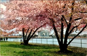 Washington DC - Jefferson Memorial - Cherry Blossom Time - [DC-365]