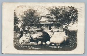 FRUIT FARM in ILLINOIS EXAGGERATED 1909 ANTIQUE REAL PHOTO POSTCARD RPPC COLLAGE