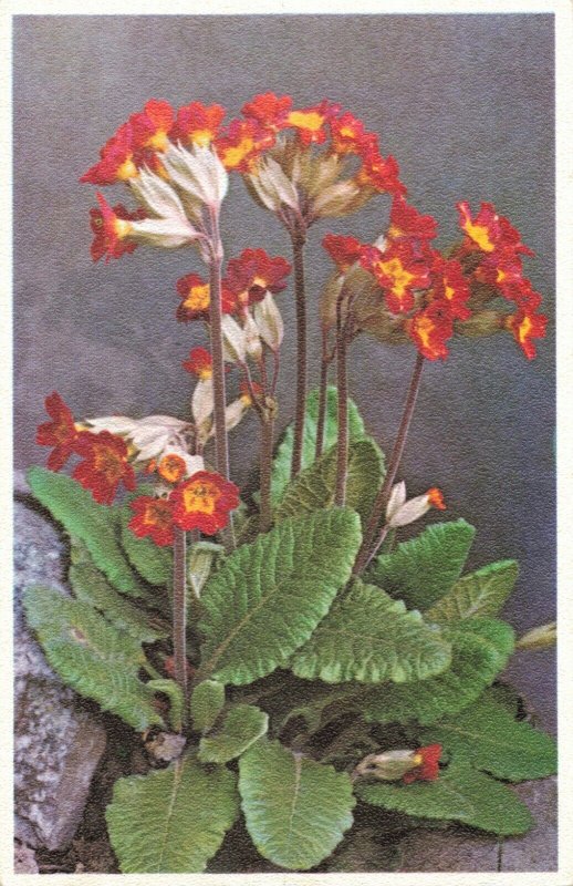 Vintage Primrose Postcard Printed in Belgium