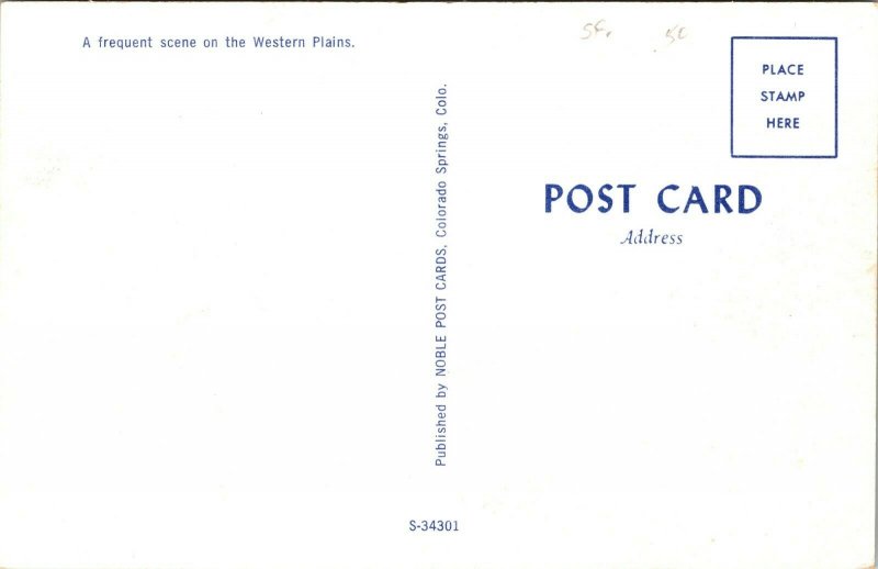 A Flock of Sheep Western PLAINS CANADA VINTAGE Postcard
