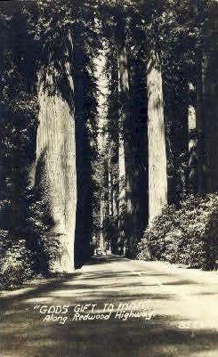 Real Photo, Gods Gift to Man - Redwood Highway, CA