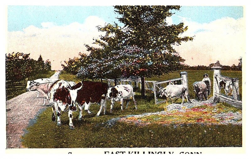 Connecticut East Killingly ,  Cows crossing road