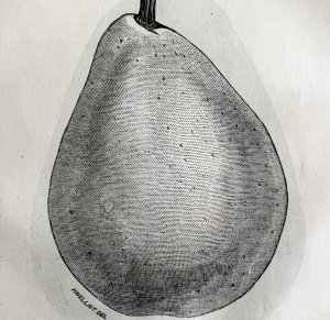 Clapps Favorite Pear 1863 Victorian Farming Agriculture Steel Plate Art DWZ4A