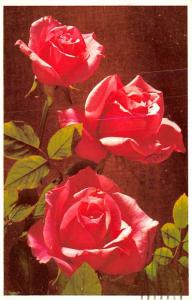 Roses - 