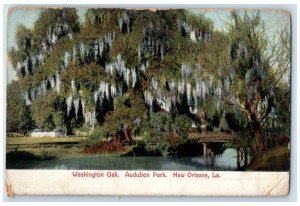 1908 Scenic View Washington Oak Audubon Park New Orleans Louisiana LA Postcard
