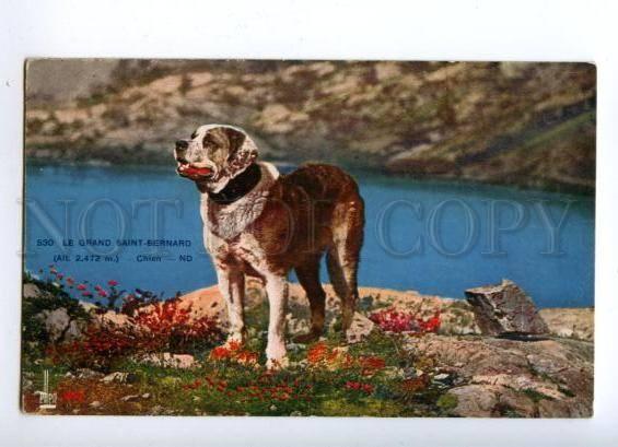 145756 Saint BERNARD Dog St. Bernard alpine meadows Vintage PC