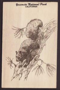 Squirrel,Wood Postcard