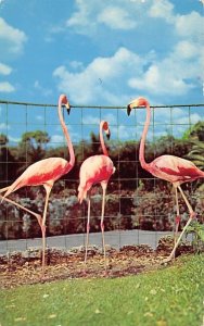 Flamingos Florida, USA 1956 