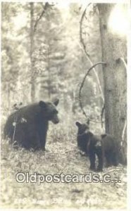 Real Photo Bear 1931 