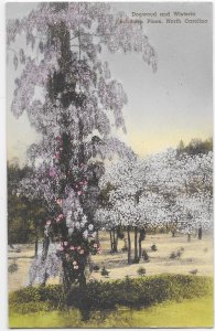 Dogwood and Wisteria Southern Pines North Carolina Handcolored Albertype