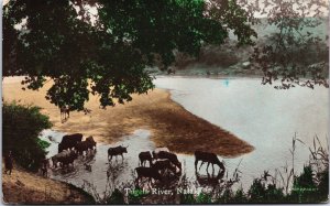 South Africa Tugela River Natal Vintage RPPC C061