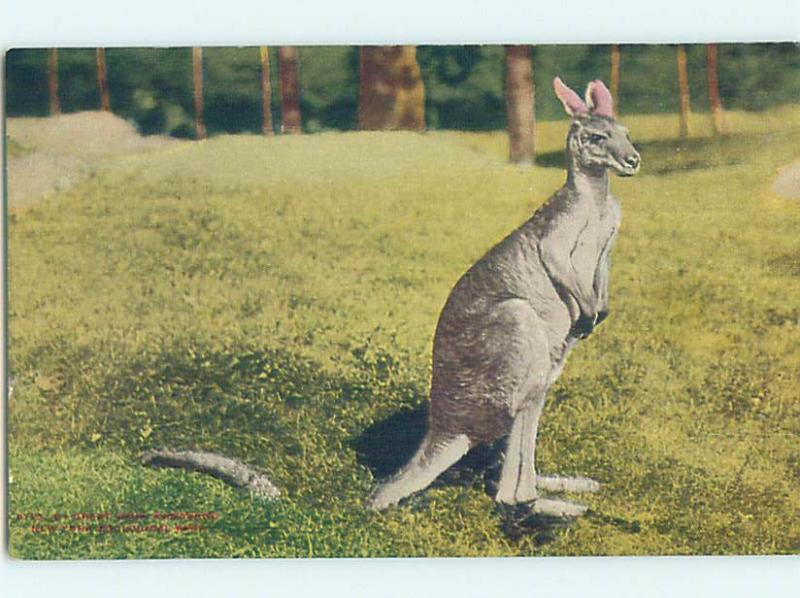 Divided-Back KANGAROO AT ZOO New York City NY hk8621