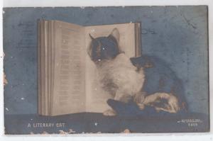  RPPC, Cat Reading a Book