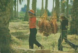 Tunis Children Fruit Transport Labourers Crafts Postcard