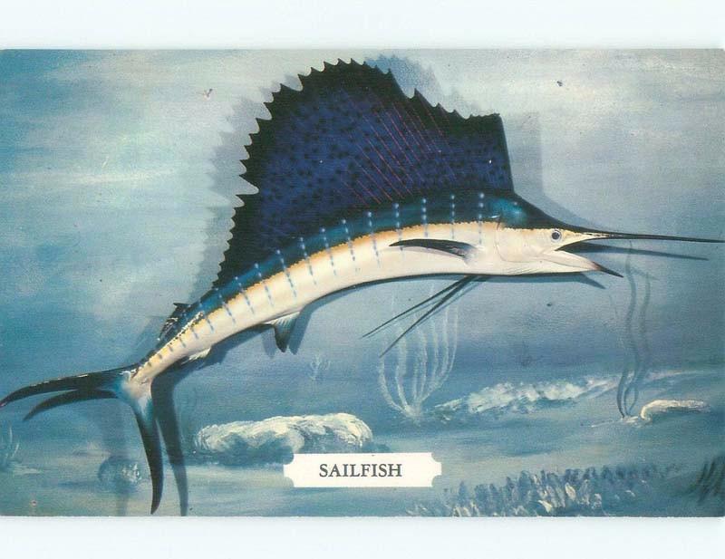 Pre-1980 SAILFISH ON POSTCARD - DEEP-SEA FISHING Published In Miami FL E5668