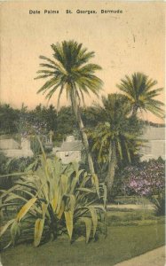 1928 St George's Bermuda Date Palms Albertype Postcard 21-5200