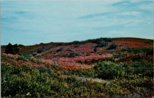 Autumn on the Moors Nantucket MA Postcard PC524