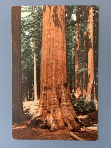 Yosemite Big Trees CA Chrome Postcard A1162085846