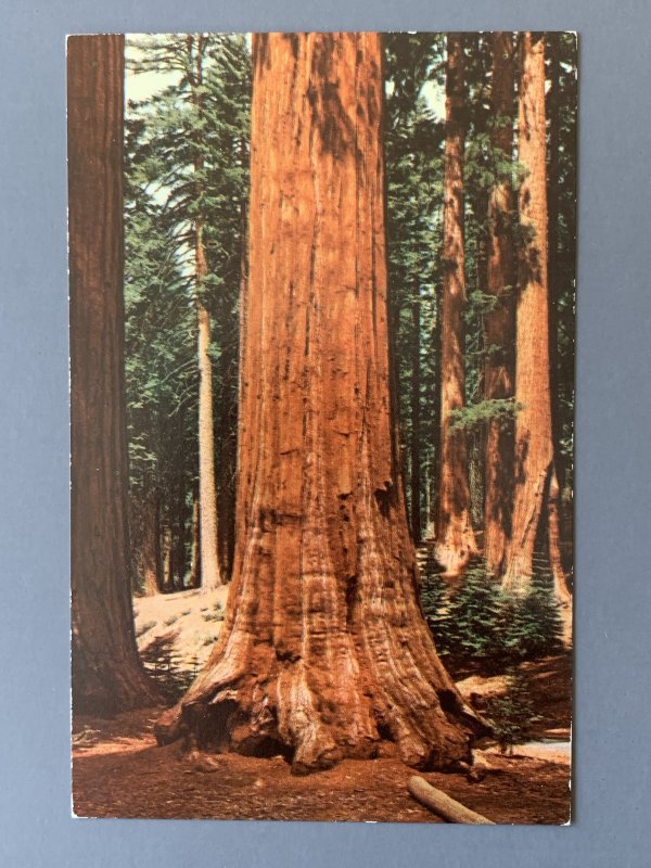 Yosemite Big Trees CA Chrome Postcard A1162085846