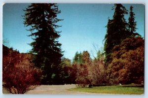 Big Sur California CA Postcard Pfeiffer State Park Picnic Grounds Exterior c1960