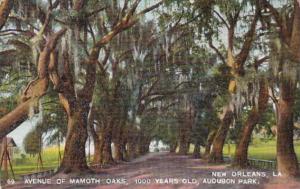 Louisiana New Orleans Avenue Of Mammoth Oaks 1000 Years Olds In Audubon Park