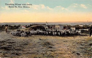 Santa Fe New Mexico Threshing Wheat with Goats Vintage Postcard AA59712